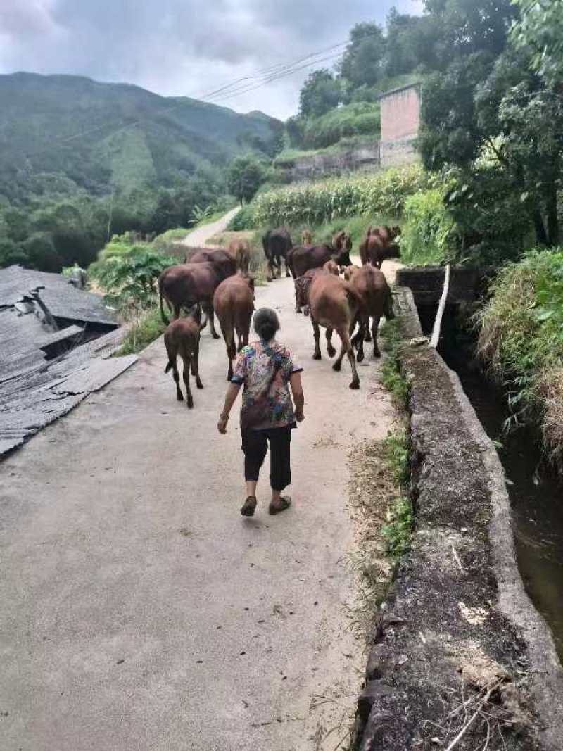 北流本地散养黄牛