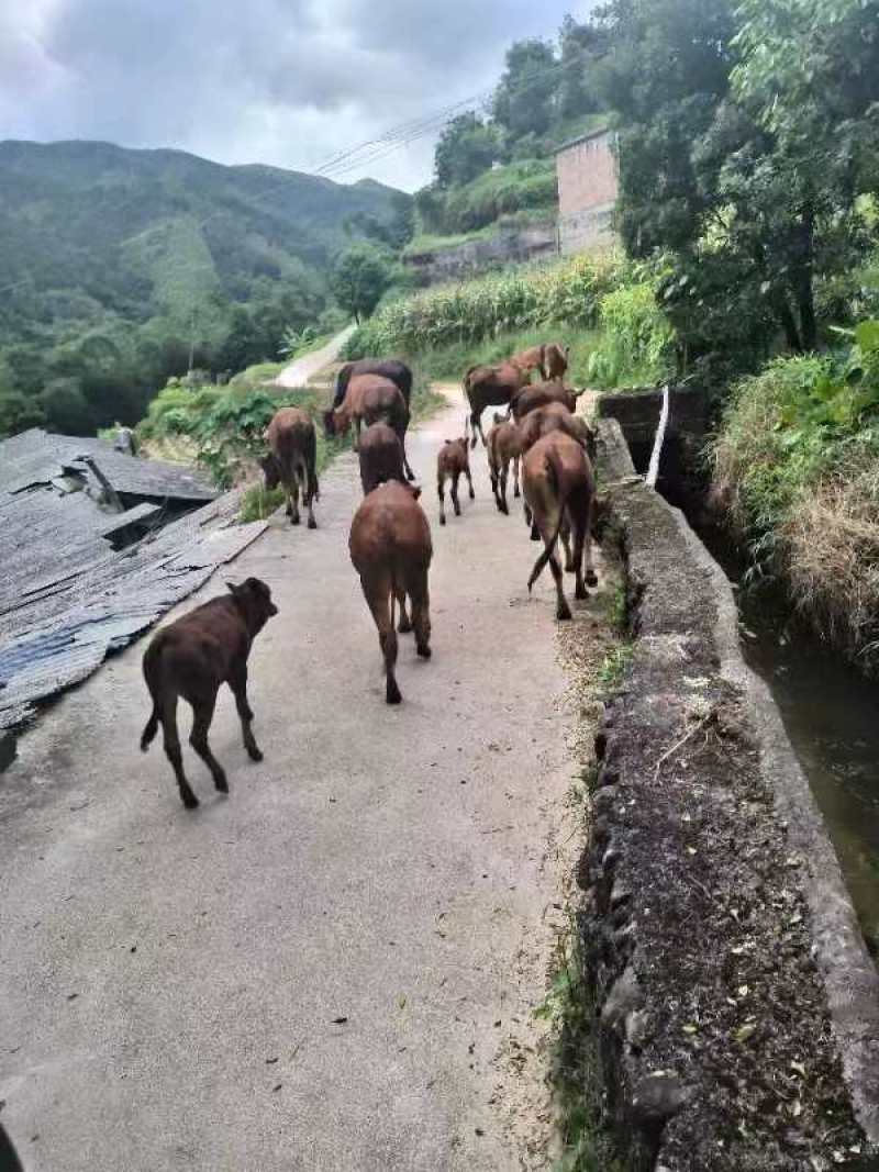 北流本地散养黄牛