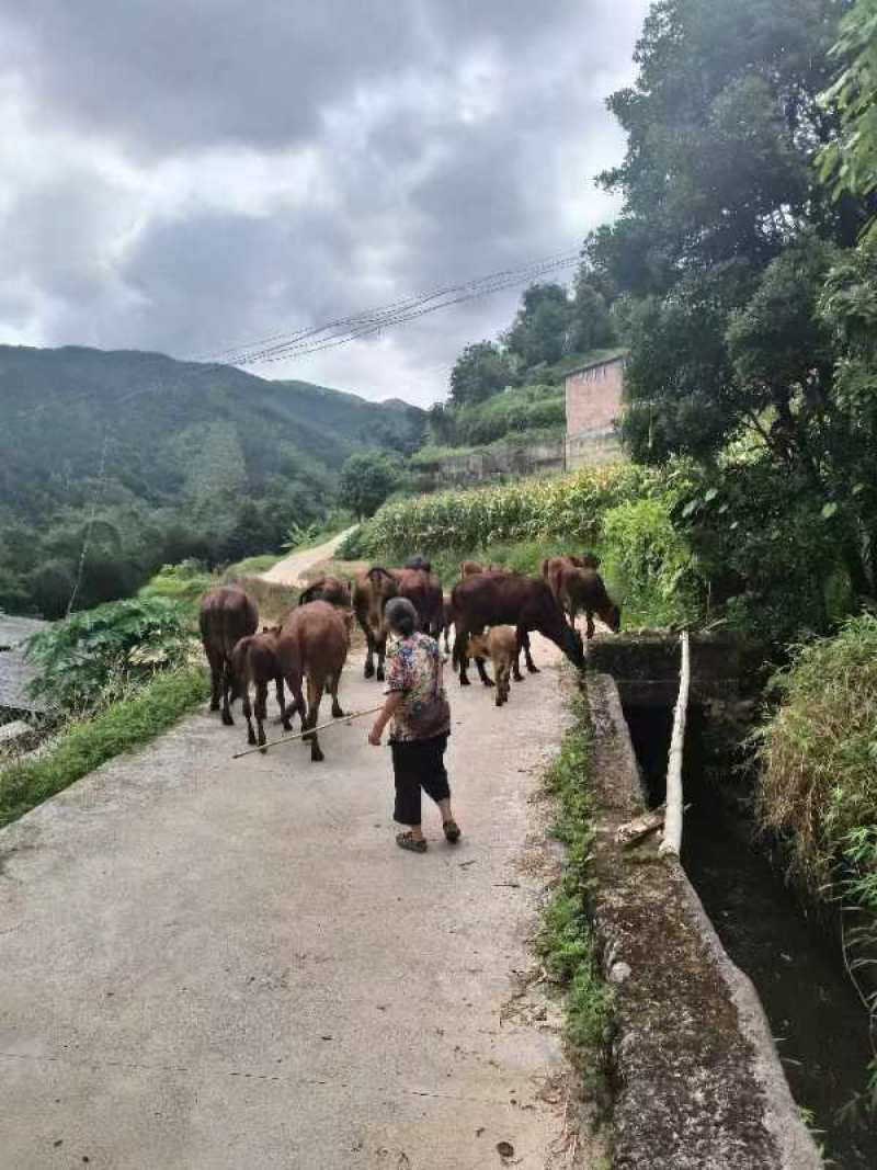 北流本地散养黄牛