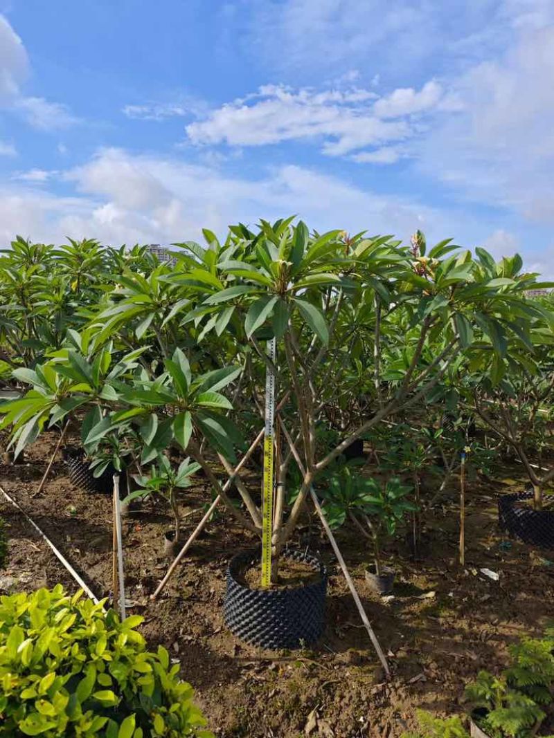 鸡蛋花4-15分低价出售