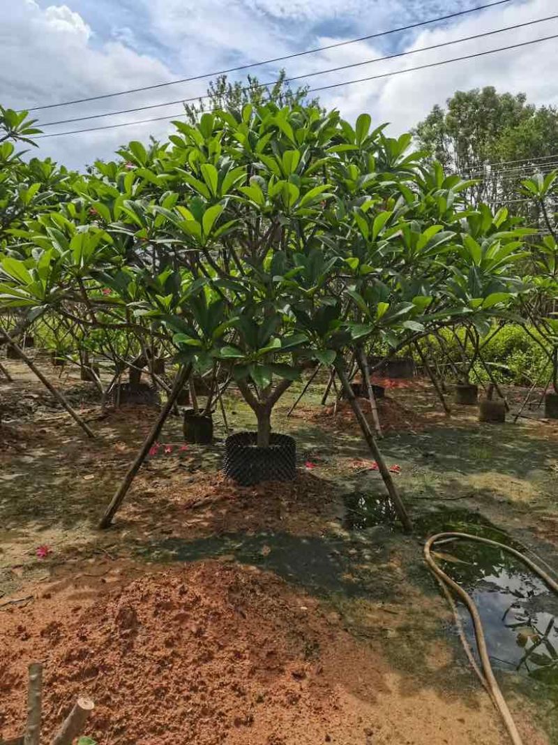 鸡蛋花4-15分低价出售