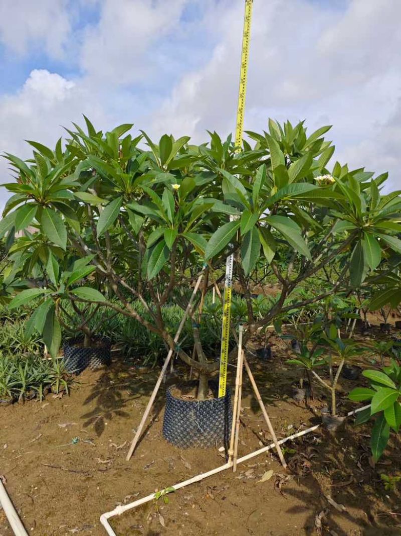 鸡蛋花4-15分低价出售