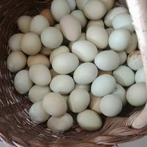 农村土鸡蛋