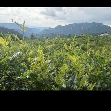 张家界生态莓茶