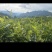 张家界生态莓茶