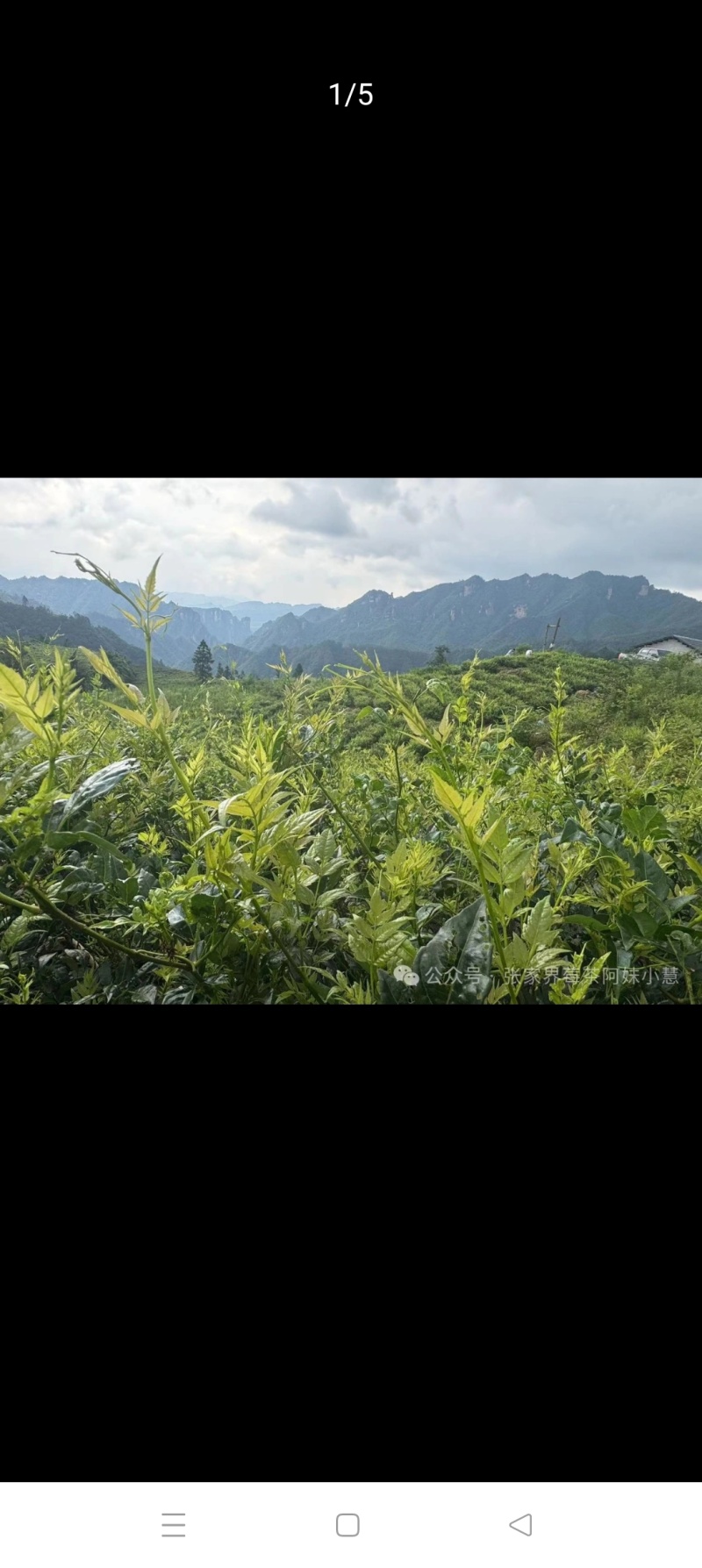 张家界生态莓茶