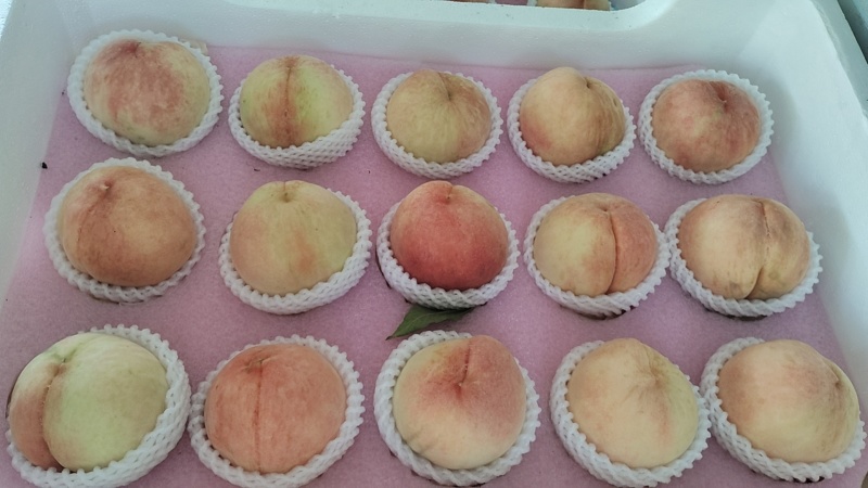 江苏白凤水蜜桃