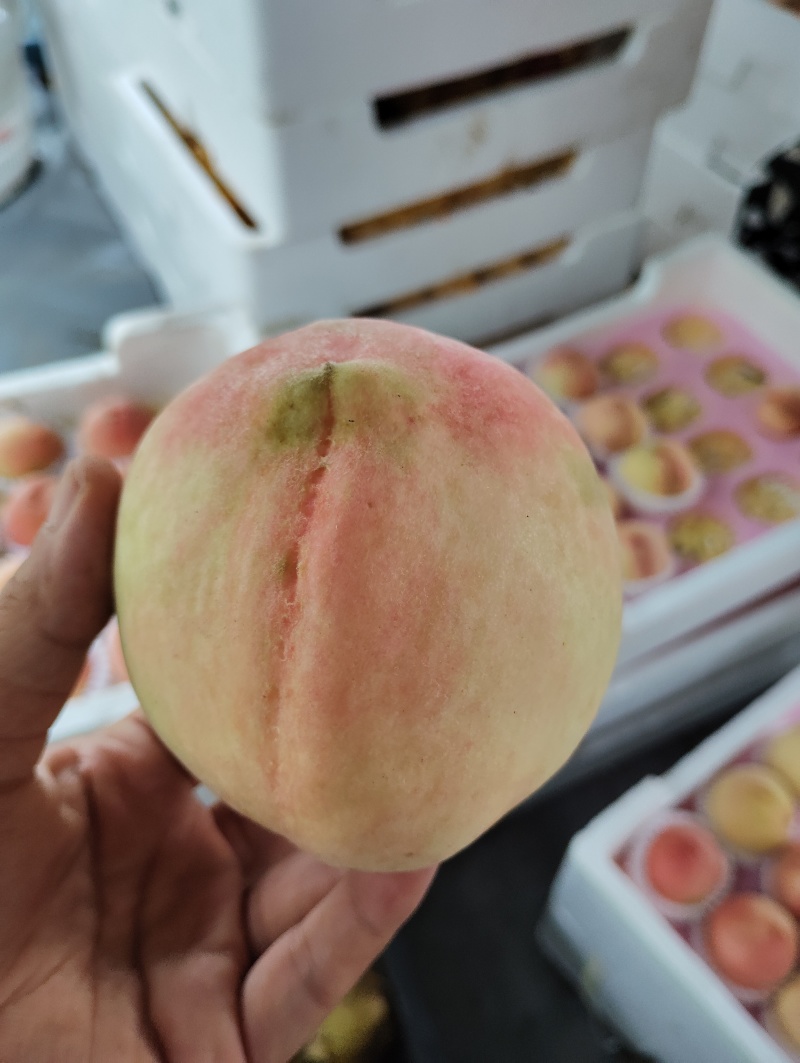 江苏白凤水蜜桃
