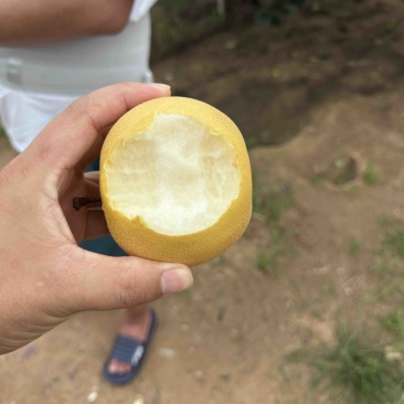 华山梨