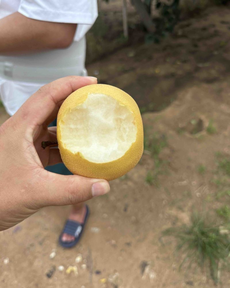 华山梨