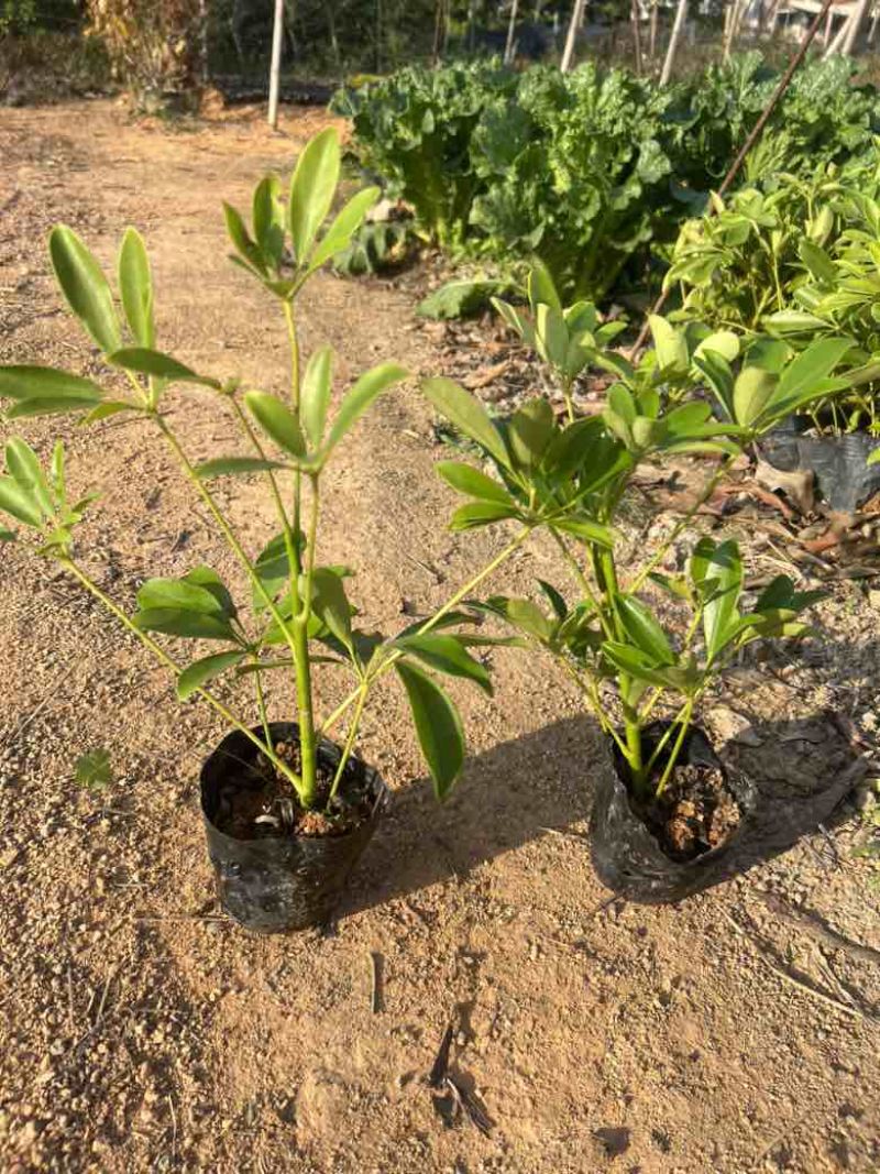 鸭脚木3斤袋7斤袋各种规格低价出售