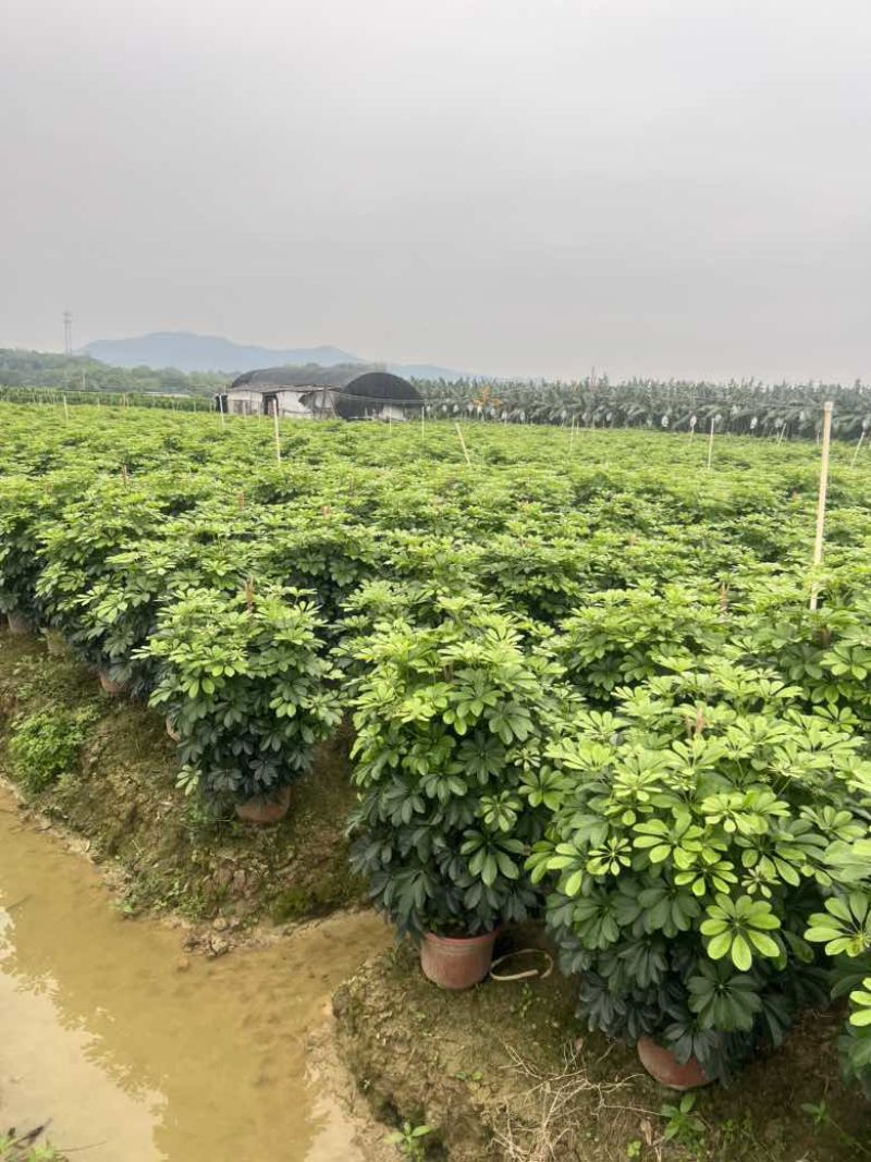 鸭脚木3斤袋7斤袋各种规格低价出售