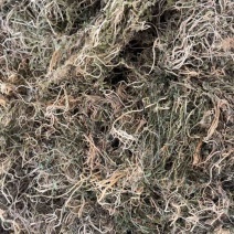 半边莲半边莲漂亮货快递可发！半边莲