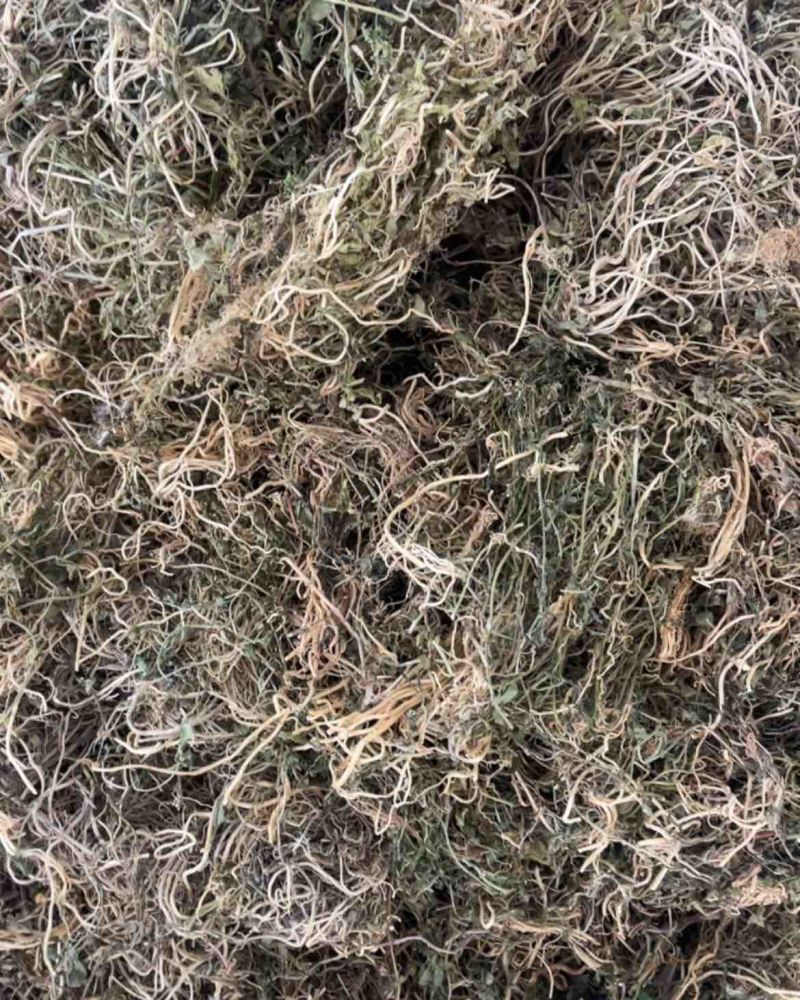 半边莲半边莲漂亮货快递可发！半边莲
