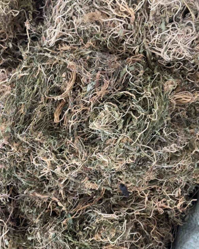 半边莲半边莲漂亮货快递可发！半边莲