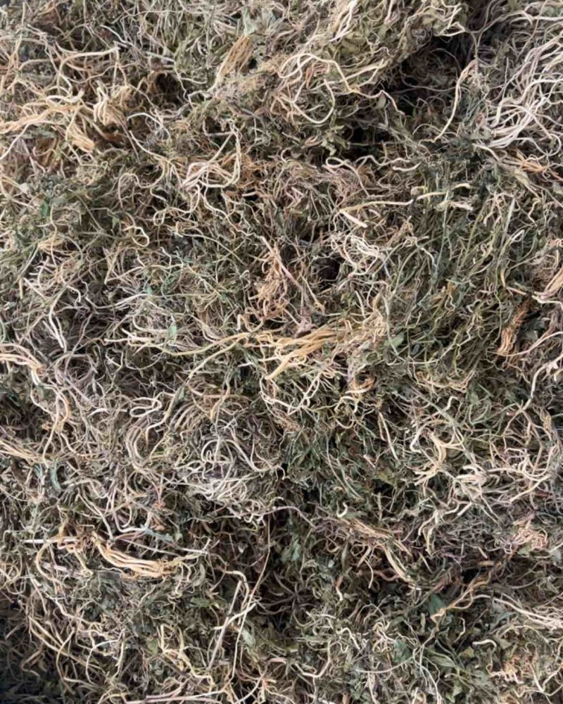 半边莲半边莲漂亮货快递可发！半边莲
