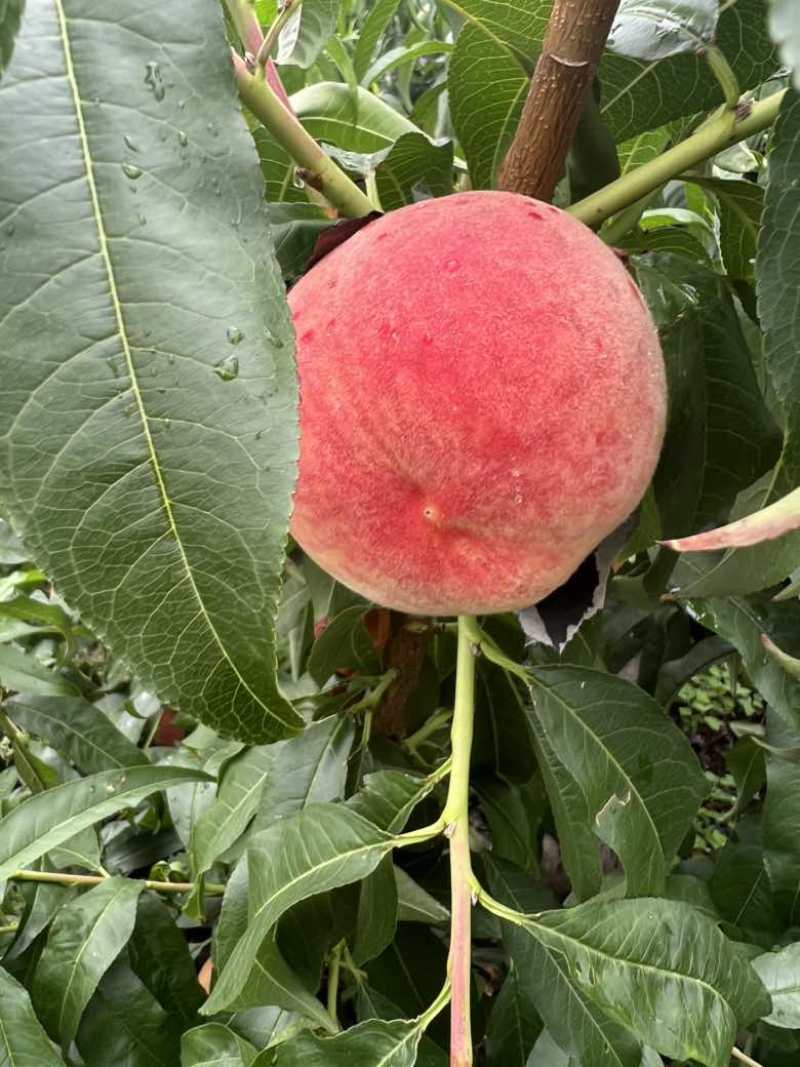 天水秦安水蜜桃北京七号