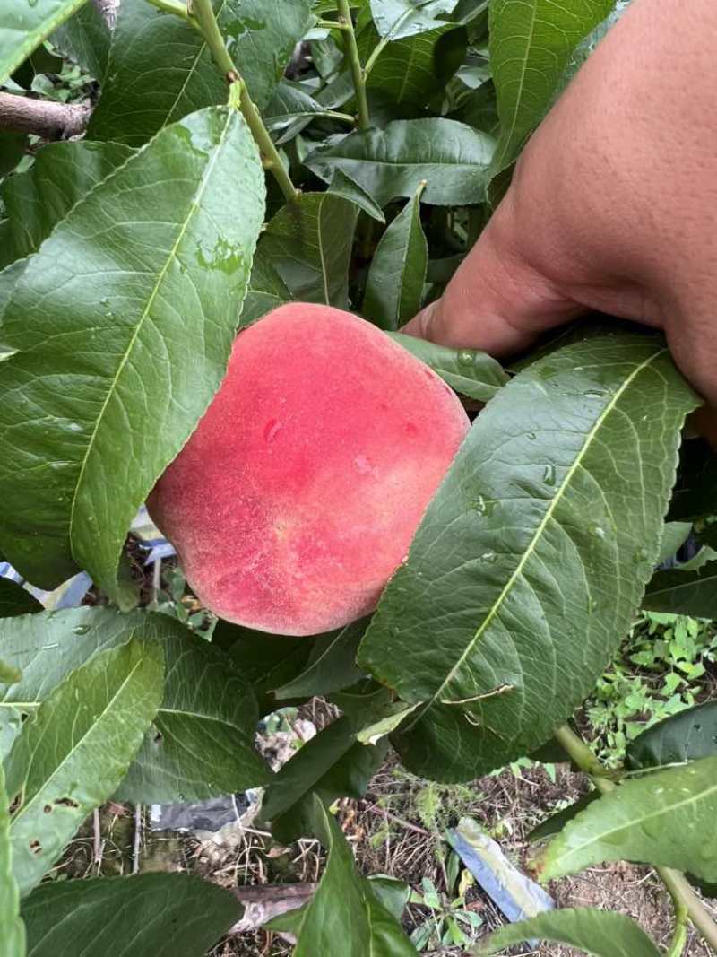 天水秦安水蜜桃北京七号