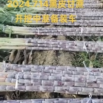 广西龙州黑皮甘蔗