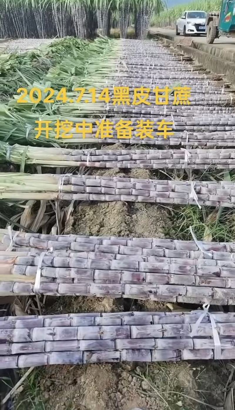 广西龙州黑皮甘蔗