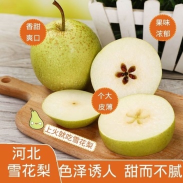 河北雪花梨，产地大量供应，超市，市场，电商，代发全国各地