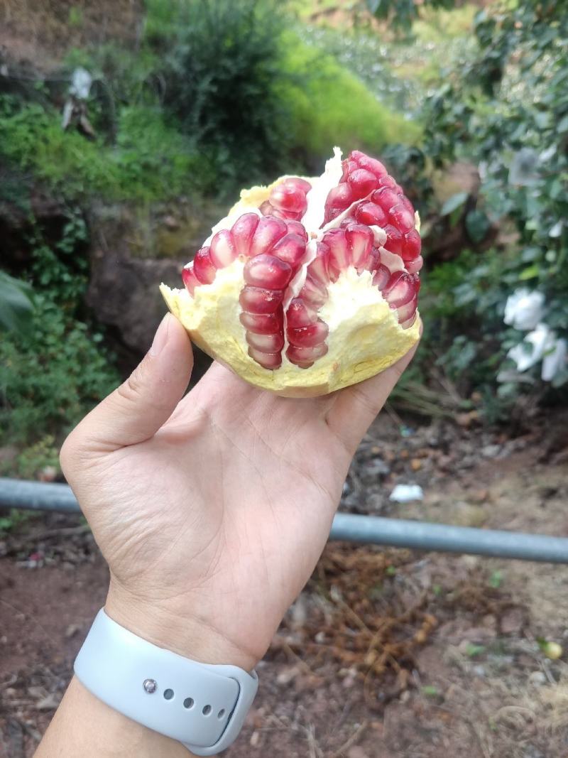 会理石榴