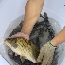 草、鲫、鲤鱼桶装售卖