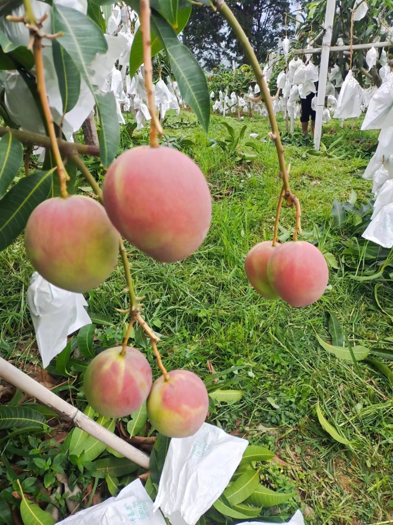 丽江芒果，可走市场货，电商供应