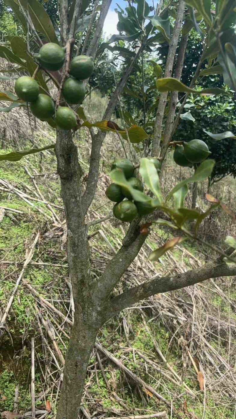 夏威夷果