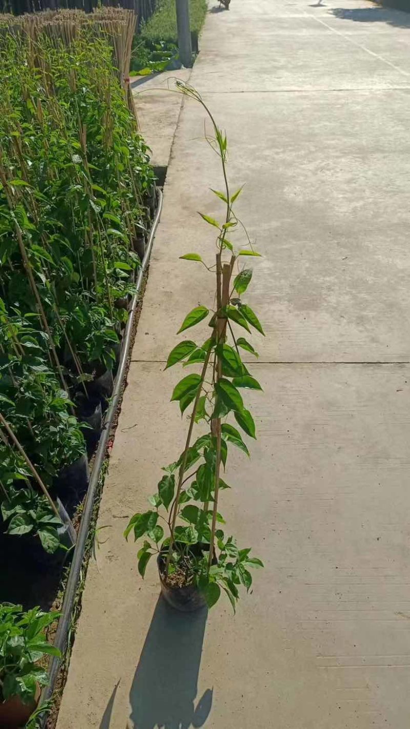 爬山虎3斤袋7斤袋10斤袋，各种规格低价出售