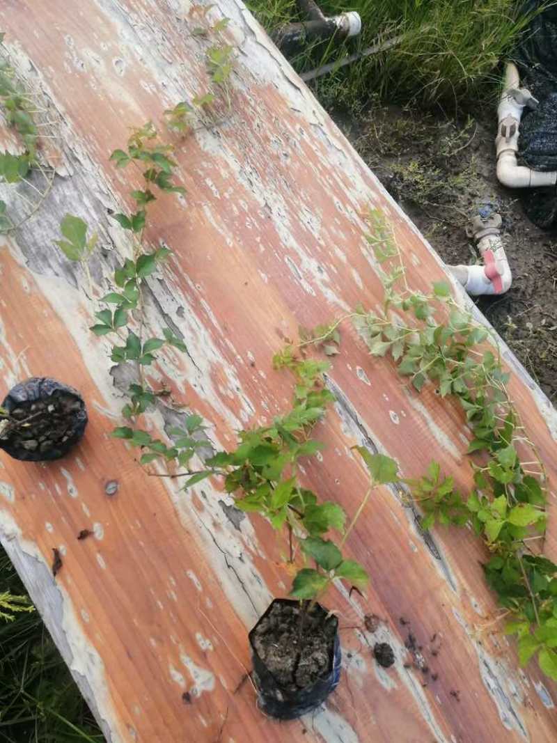 爬山虎3斤袋7斤袋10斤袋，各种规格低价出售