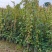 爬山虎3斤袋7斤袋10斤袋，各种规格低价出售