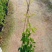 爬山虎3斤袋7斤袋10斤袋，各种规格低价出售