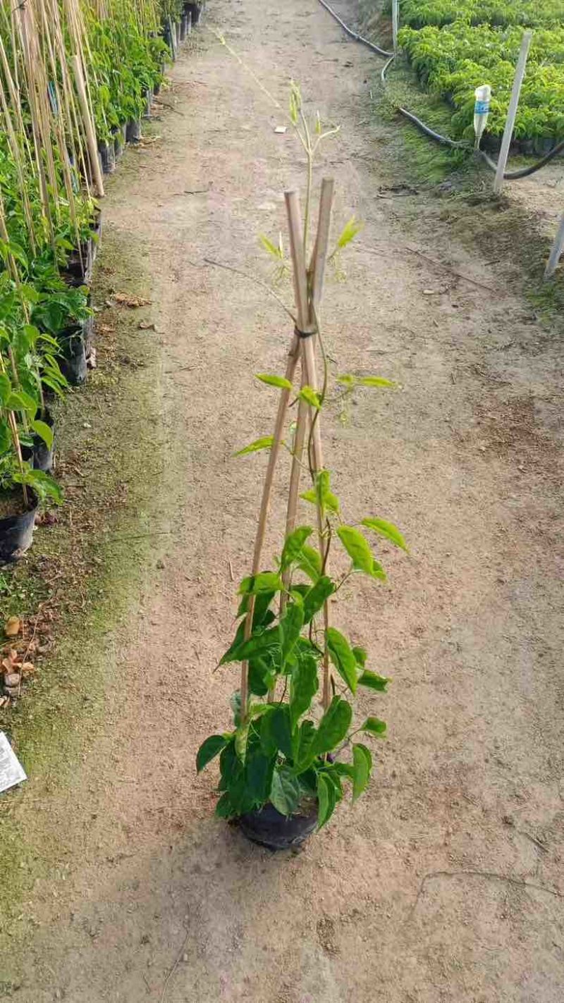 爬山虎3斤袋7斤袋10斤袋，各种规格低价出售