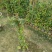 爬山虎3斤袋7斤袋10斤袋，各种规格低价出售