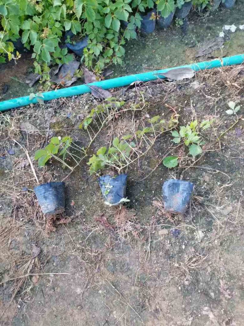 爬山虎3斤袋7斤袋10斤袋，各种规格低价出售