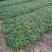 爬山虎3斤袋7斤袋10斤袋，各种规格低价出售