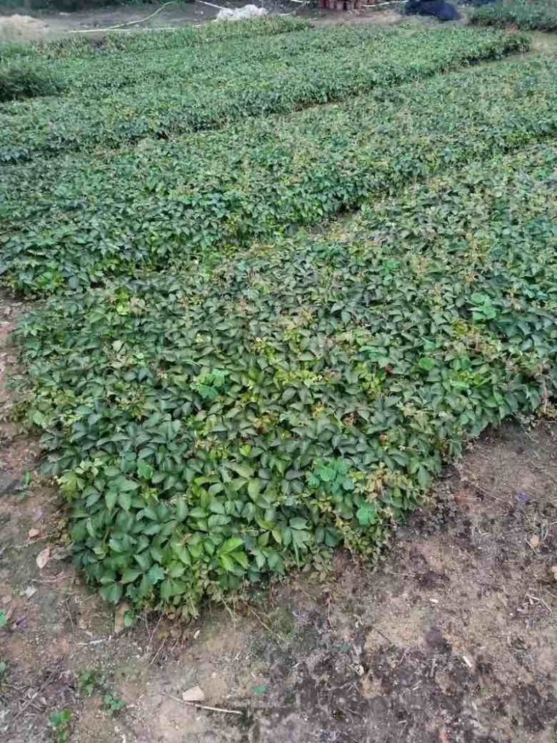 爬山虎3斤袋7斤袋10斤袋，各种规格低价出售