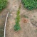 爬山虎3斤袋7斤袋10斤袋，各种规格低价出售