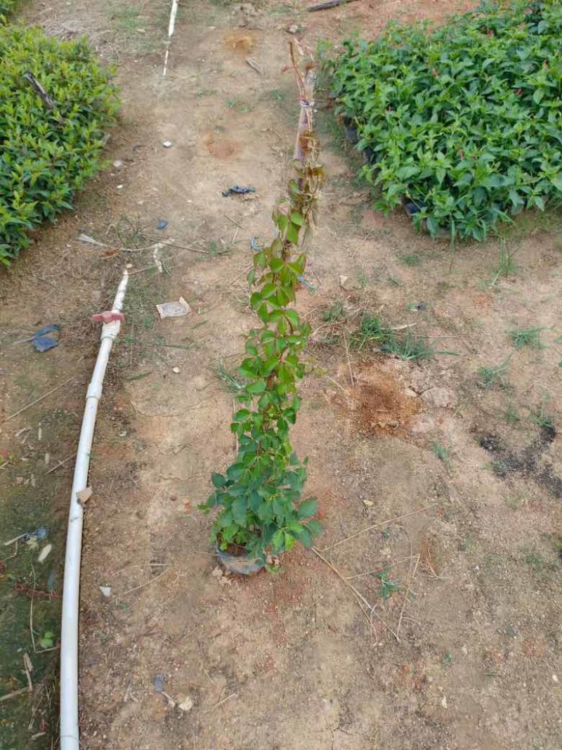 爬山虎3斤袋7斤袋10斤袋，各种规格低价出售