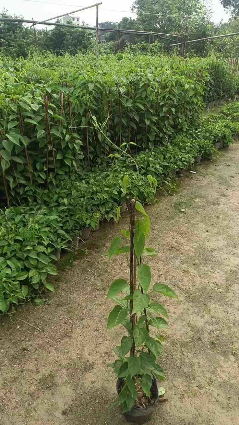 爬山虎3斤袋7斤袋10斤袋，各种规格低价出售