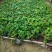 爬山虎3斤袋7斤袋10斤袋，各种规格低价出售