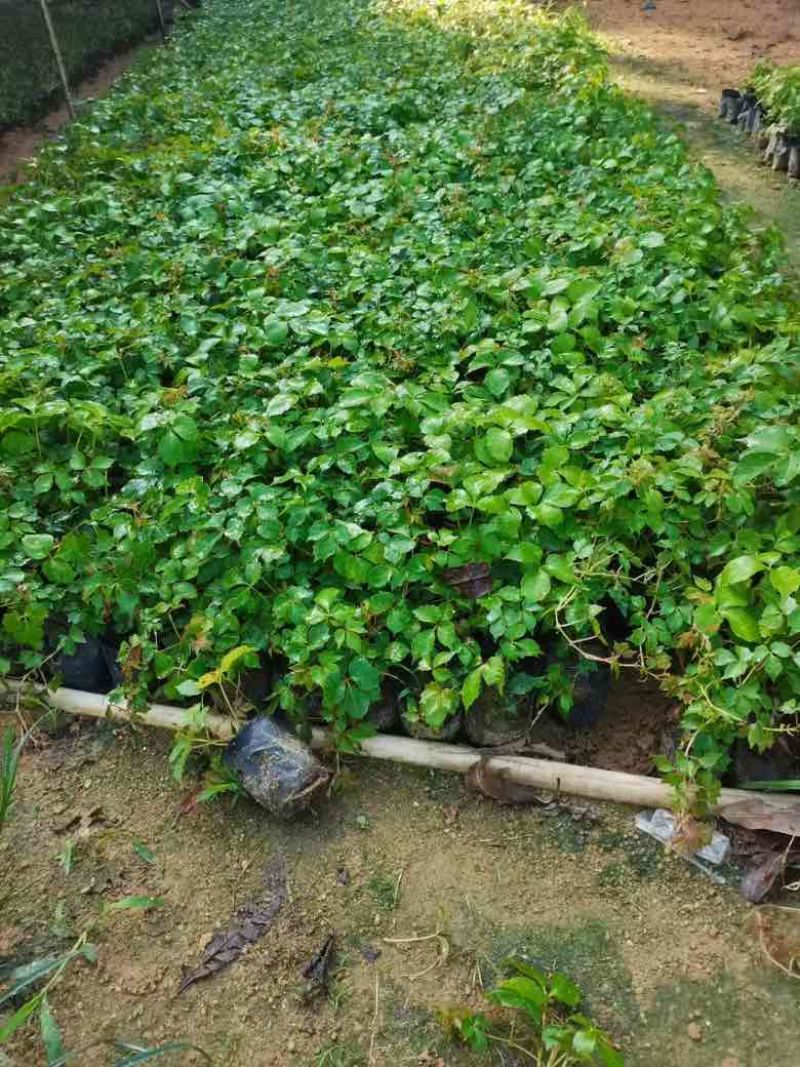 爬山虎3斤袋7斤袋10斤袋，各种规格低价出售