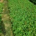 爬山虎3斤袋7斤袋10斤袋，各种规格低价出售
