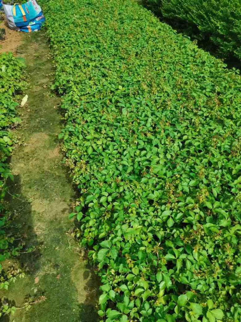 爬山虎3斤袋7斤袋10斤袋，各种规格低价出售