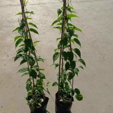 爬山虎3斤袋7斤袋10斤袋，各种规格低价出售