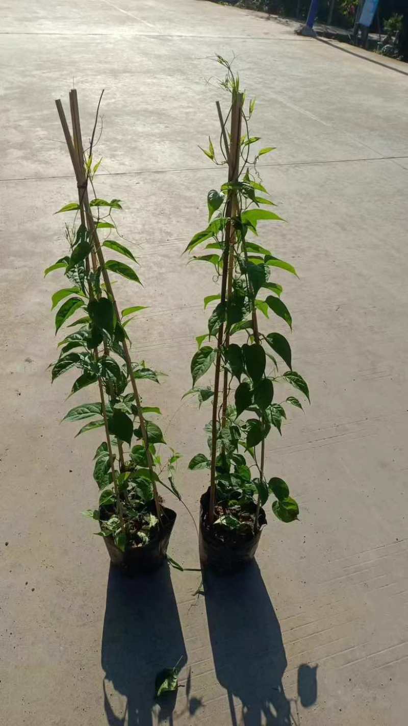 爬山虎3斤袋7斤袋10斤袋，各种规格低价出售