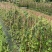 爬山虎3斤袋7斤袋10斤袋，各种规格低价出售