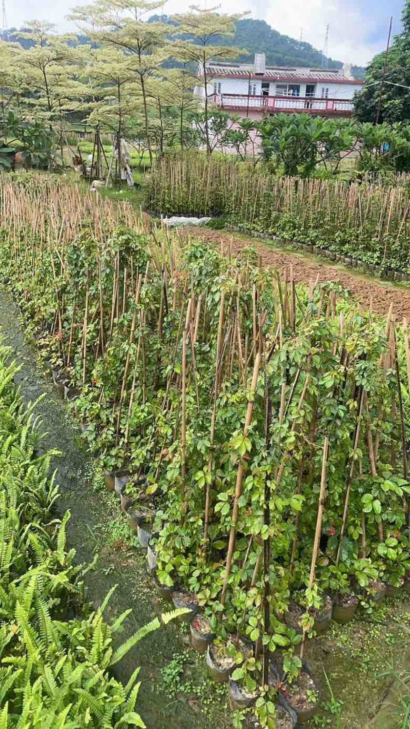 爬山虎3斤袋7斤袋10斤袋，各种规格低价出售