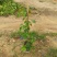 爬山虎3斤袋7斤袋10斤袋，各种规格低价出售